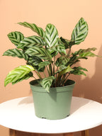 Medium Calathea Freddy