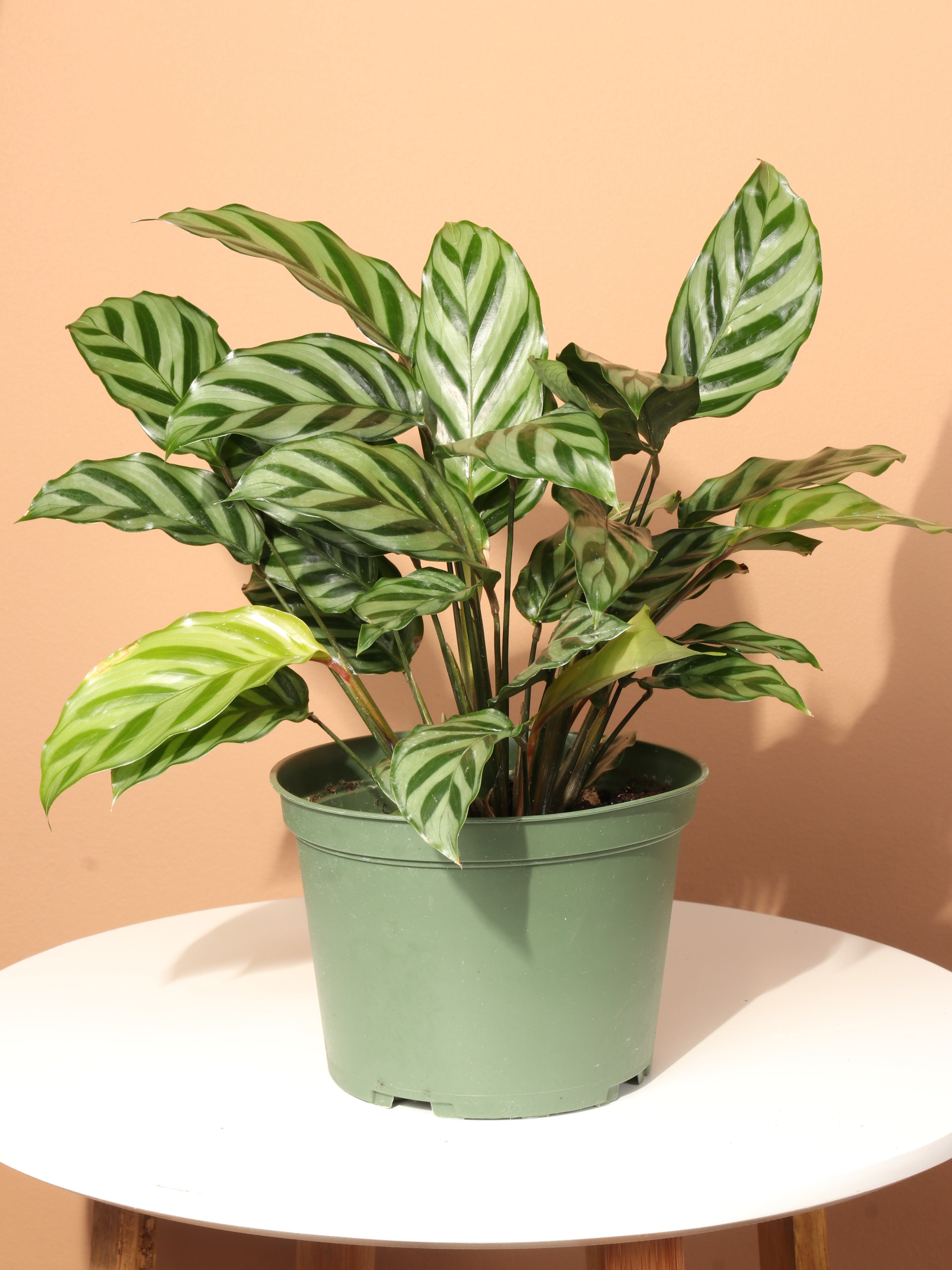 Medium Calathea Freddy