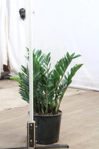 Large ZZ Plant