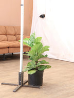 Large Fiddle Leaf Fig (bush)