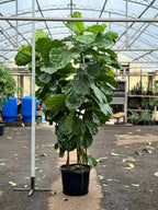 Huge Fiddle Leaf Fig