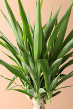 Medium Yucca Cane