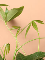 Extra Large Money Tree