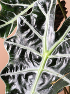 Medium Alocasia Polly