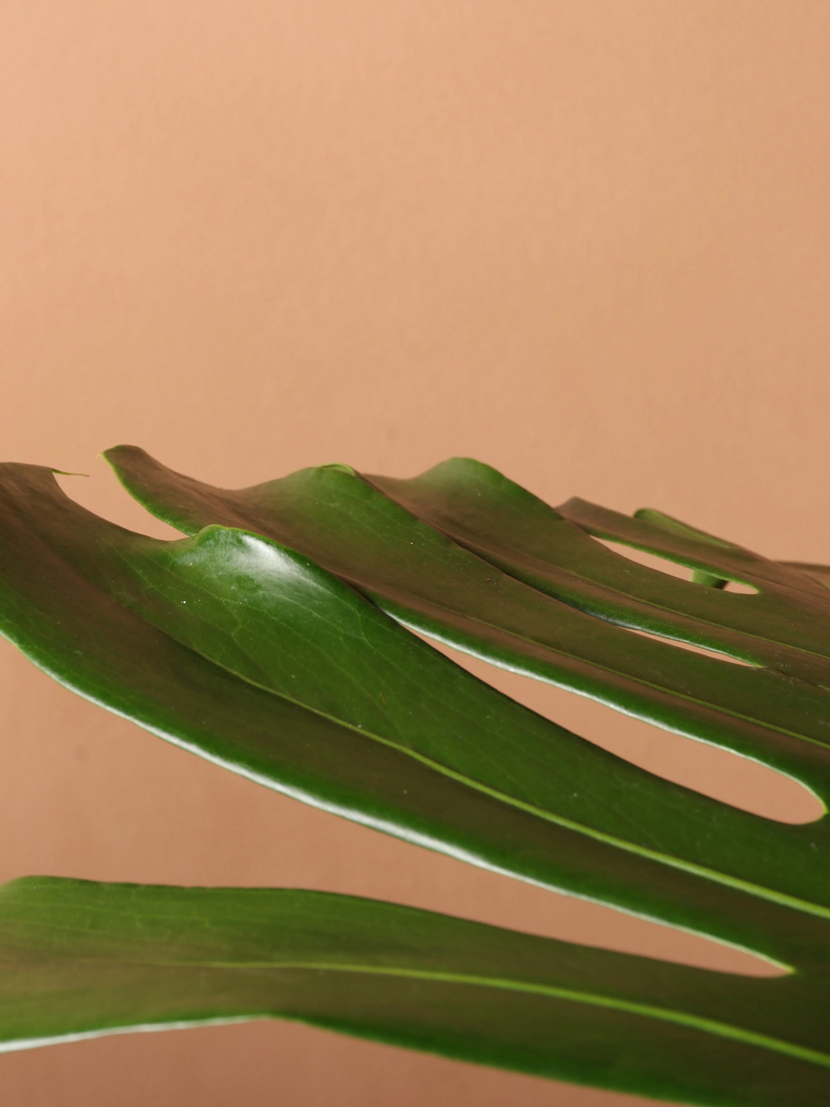 Large Monstera Deliciosa