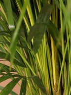 Extra Large Areca Palm
