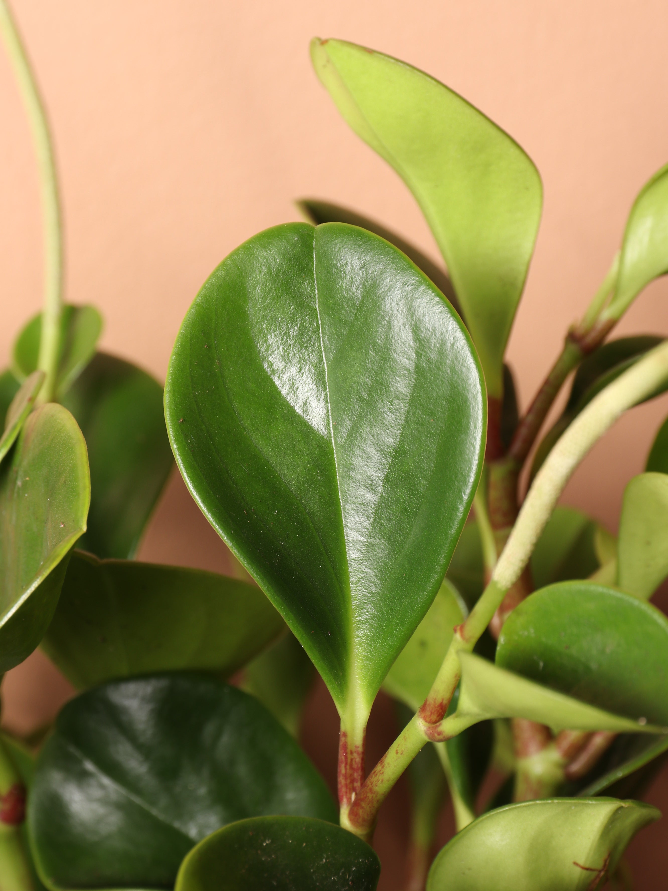 Medium Baby Rubber Plant (Peperomia 'obtusifolia')