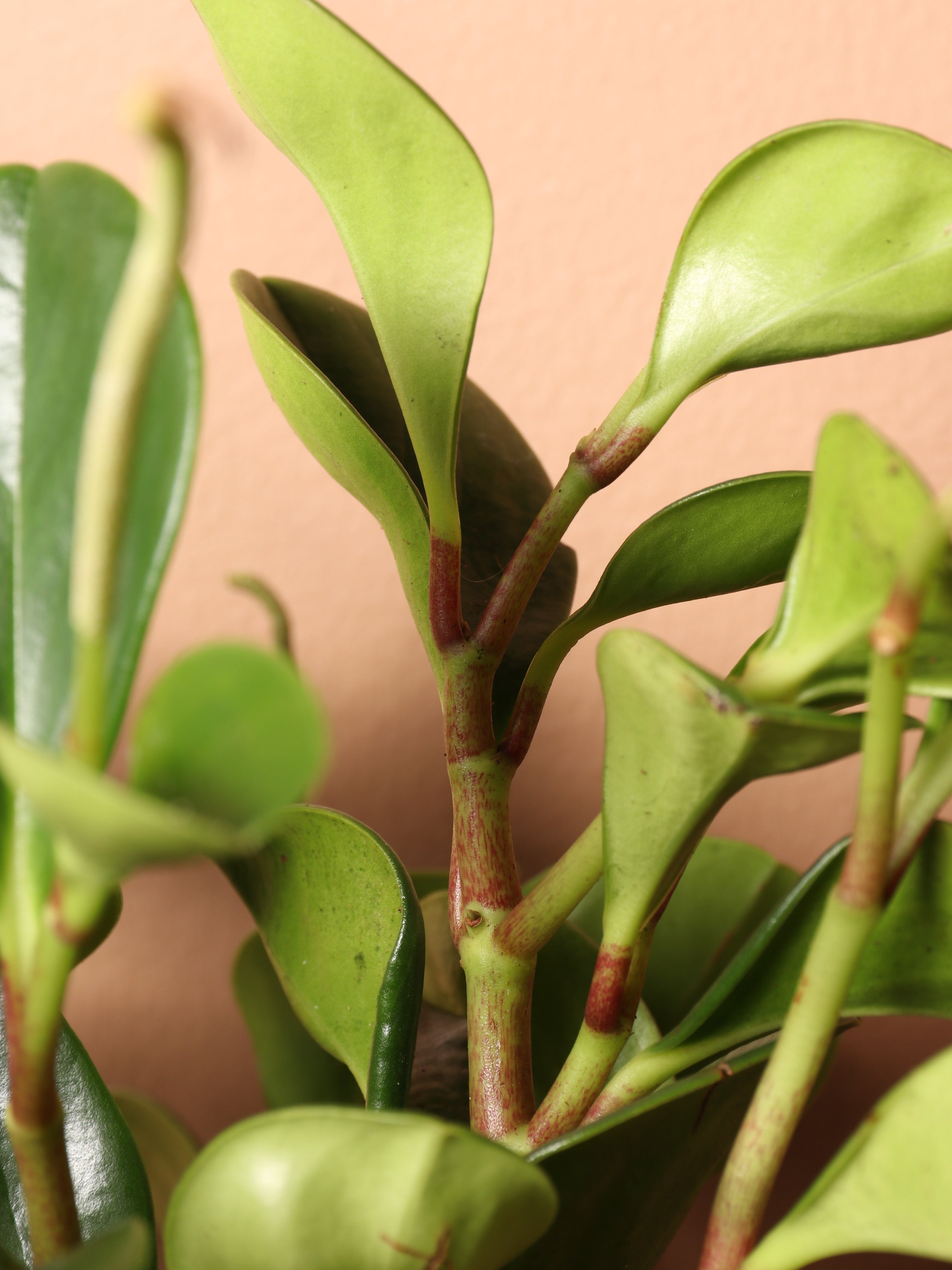 Medium Baby Rubber Plant (Peperomia 'obtusifolia')