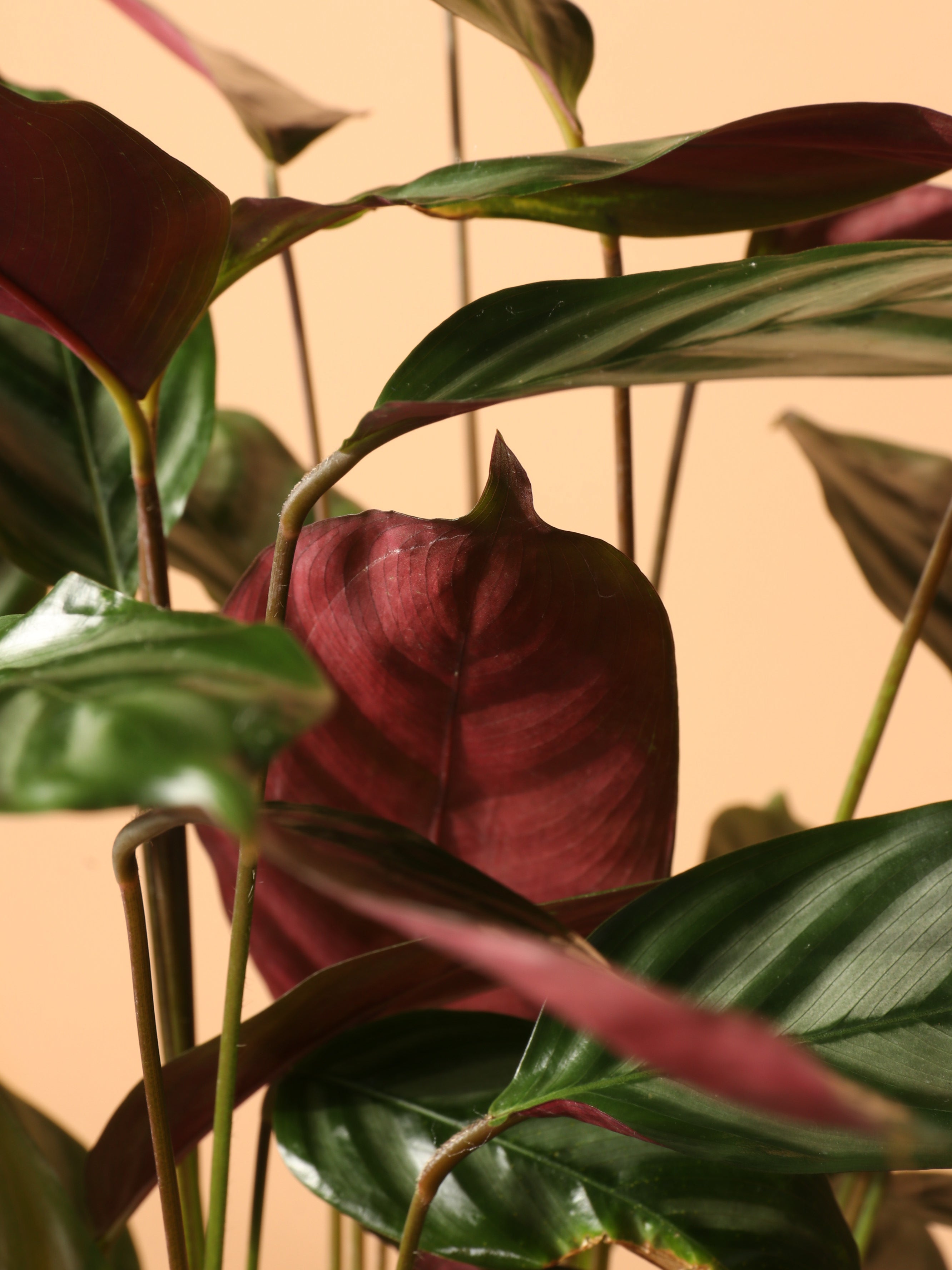 Medium Calathea Setosa