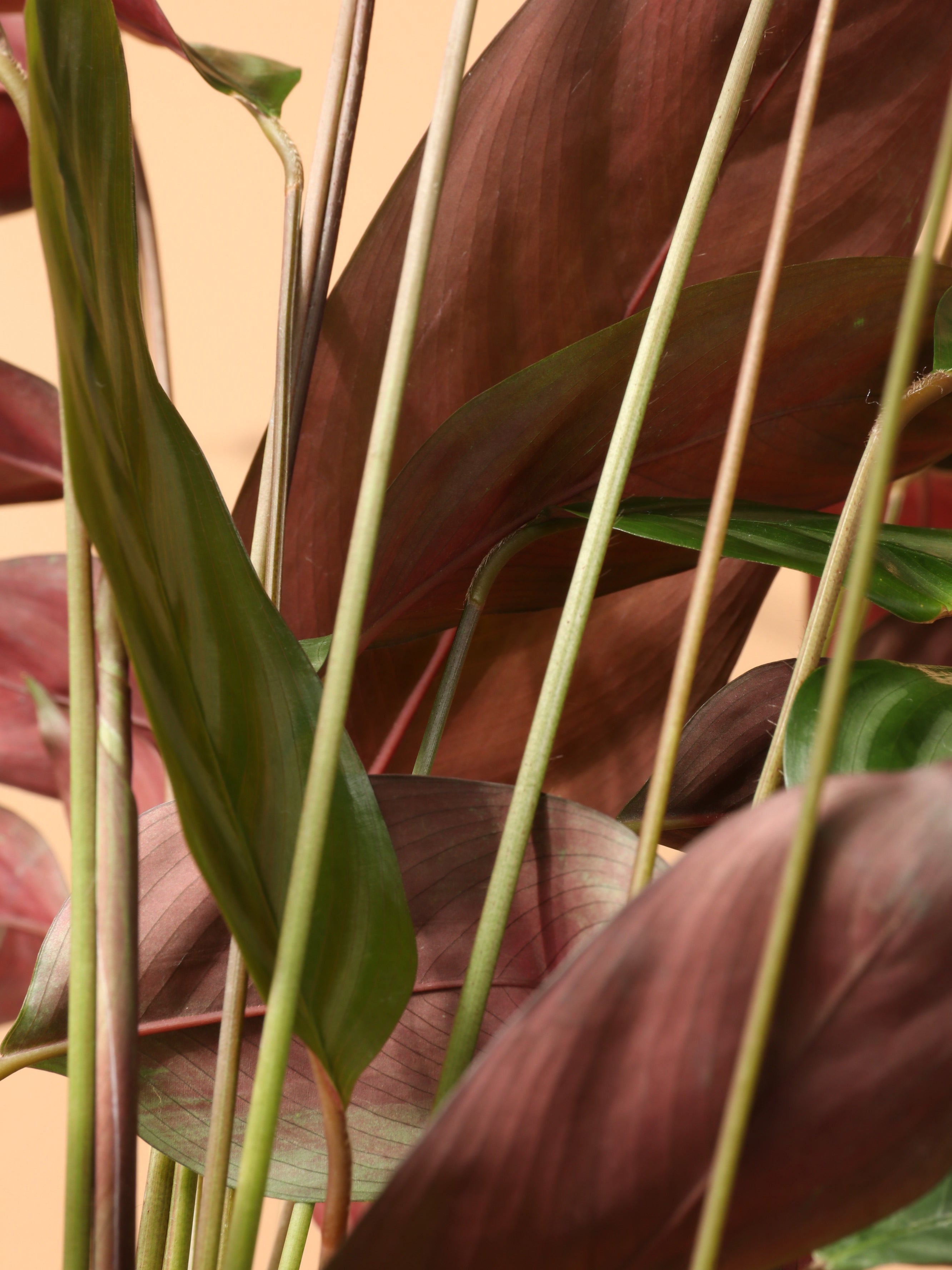 Medium Calathea Setosa