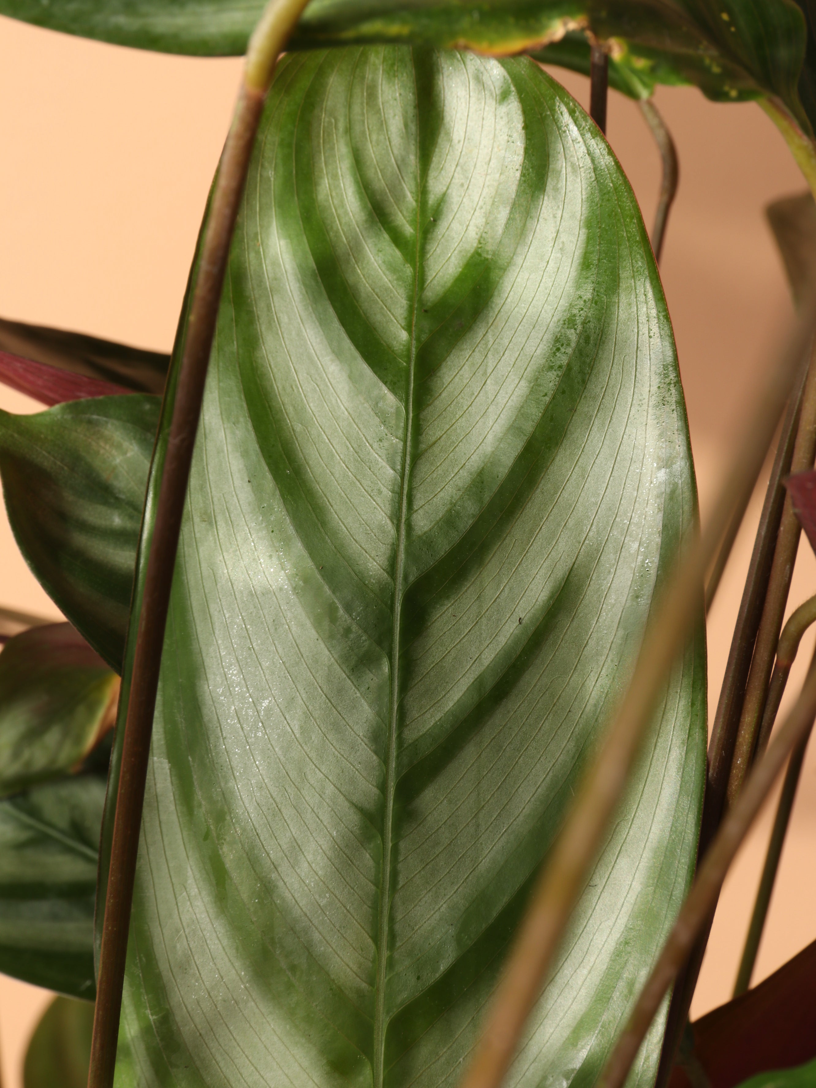 Medium Calathea Setosa