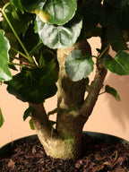 Medium Balfour Aralia