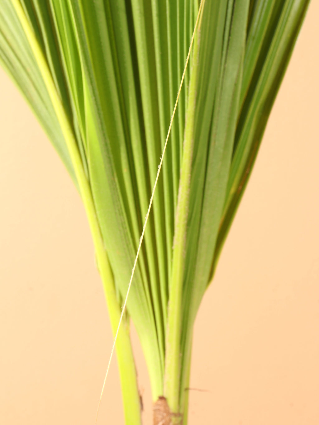 Medium Coconut Palm