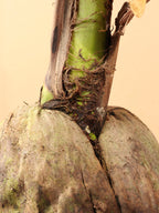 Medium Coconut Palm