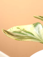 Medium Baby Rubber Plant (Variegated)