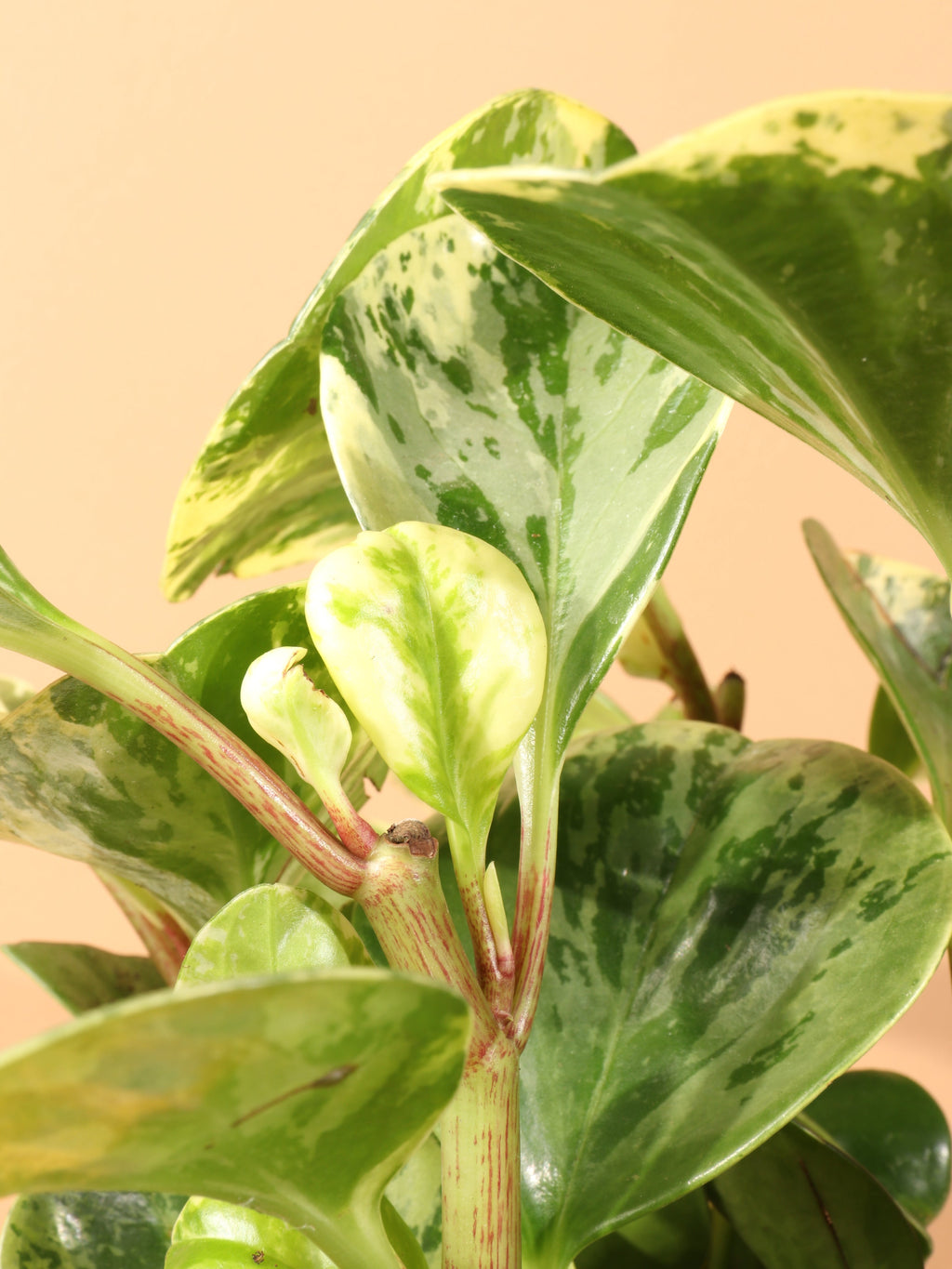 Medium Baby Rubber Plant (Variegated)