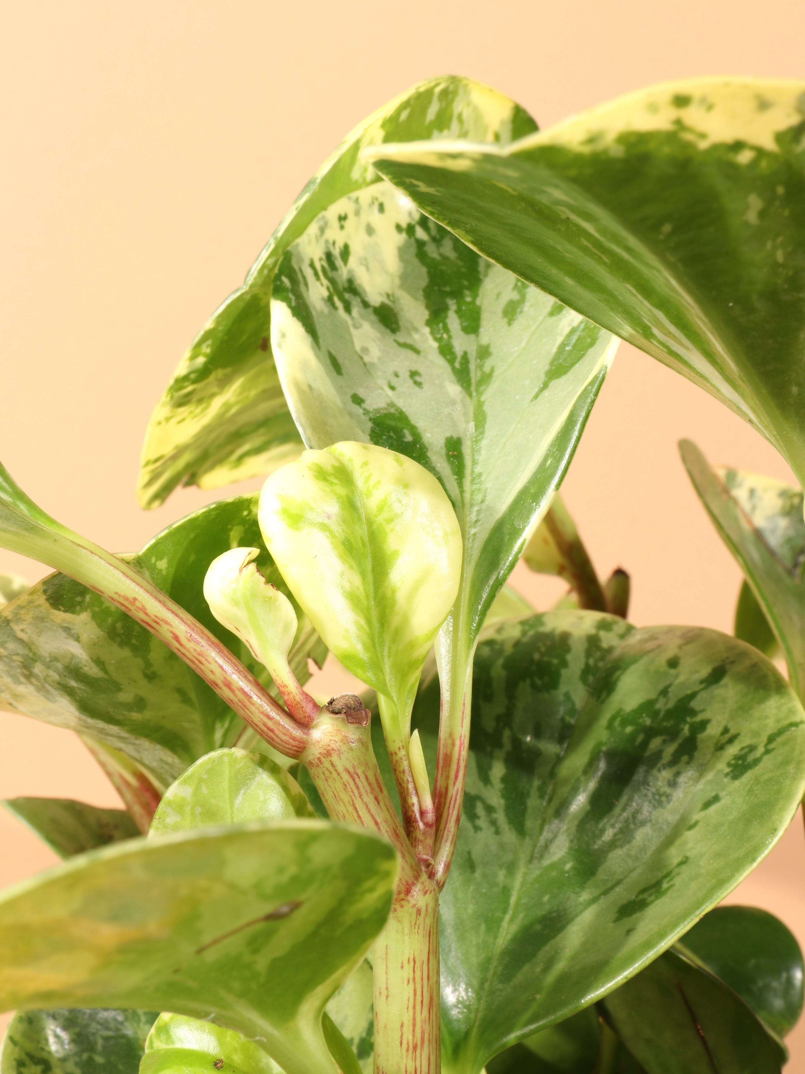 Medium Baby Rubber Plant (Variegated)