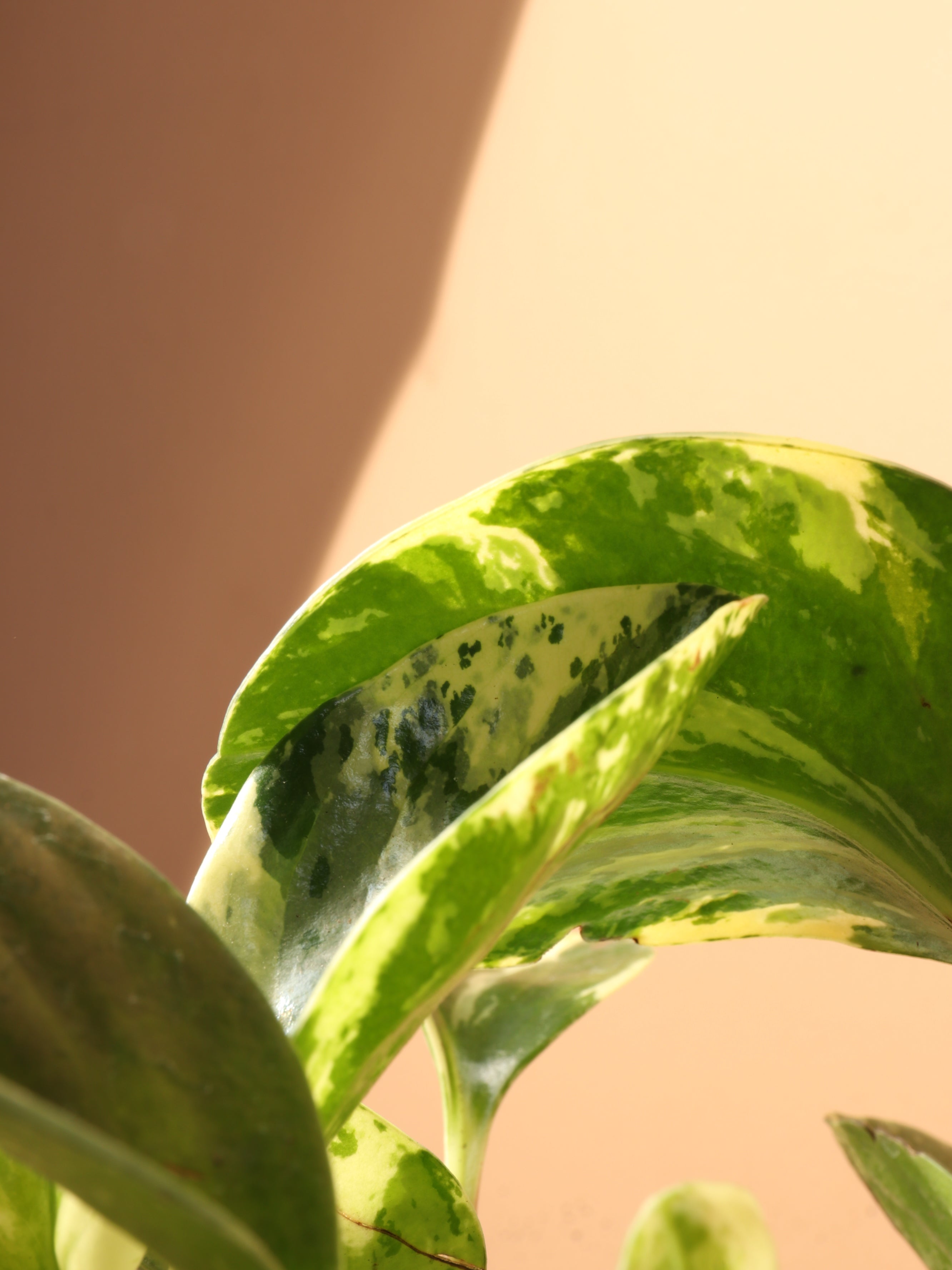 Medium Baby Rubber Plant (Variegated)