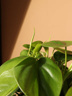 Medium Philodendron Hederaceum