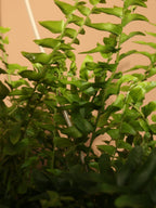 Medium Boston Fern