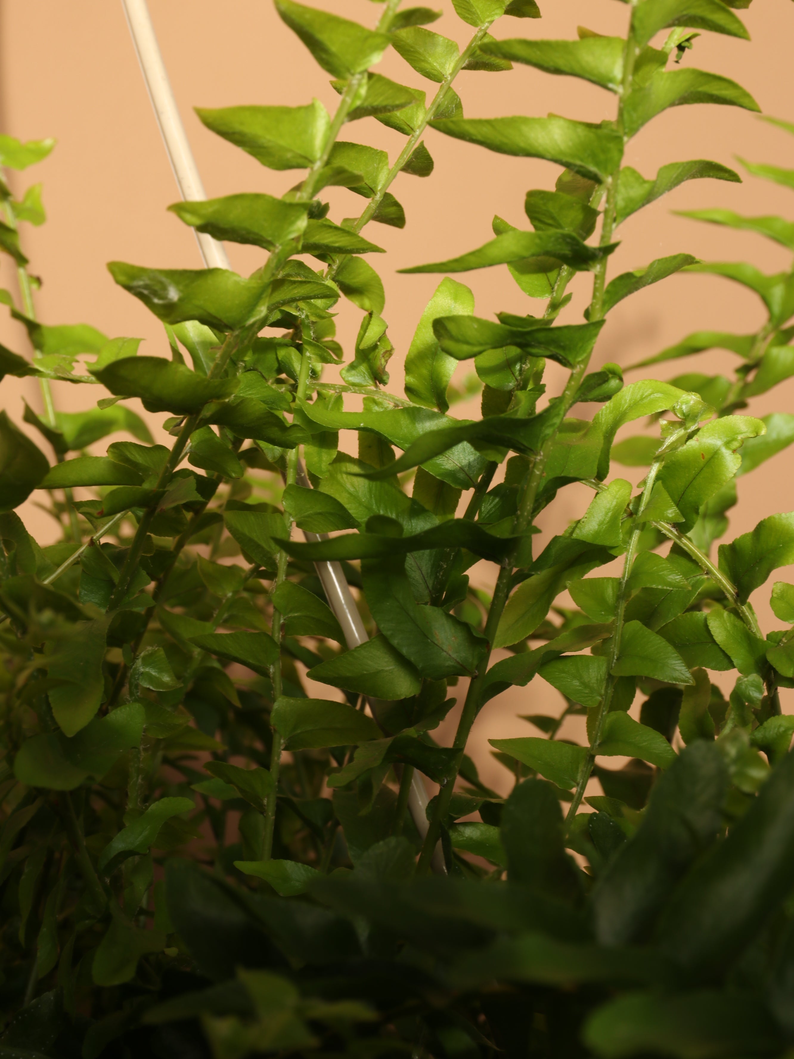 Medium Boston Fern