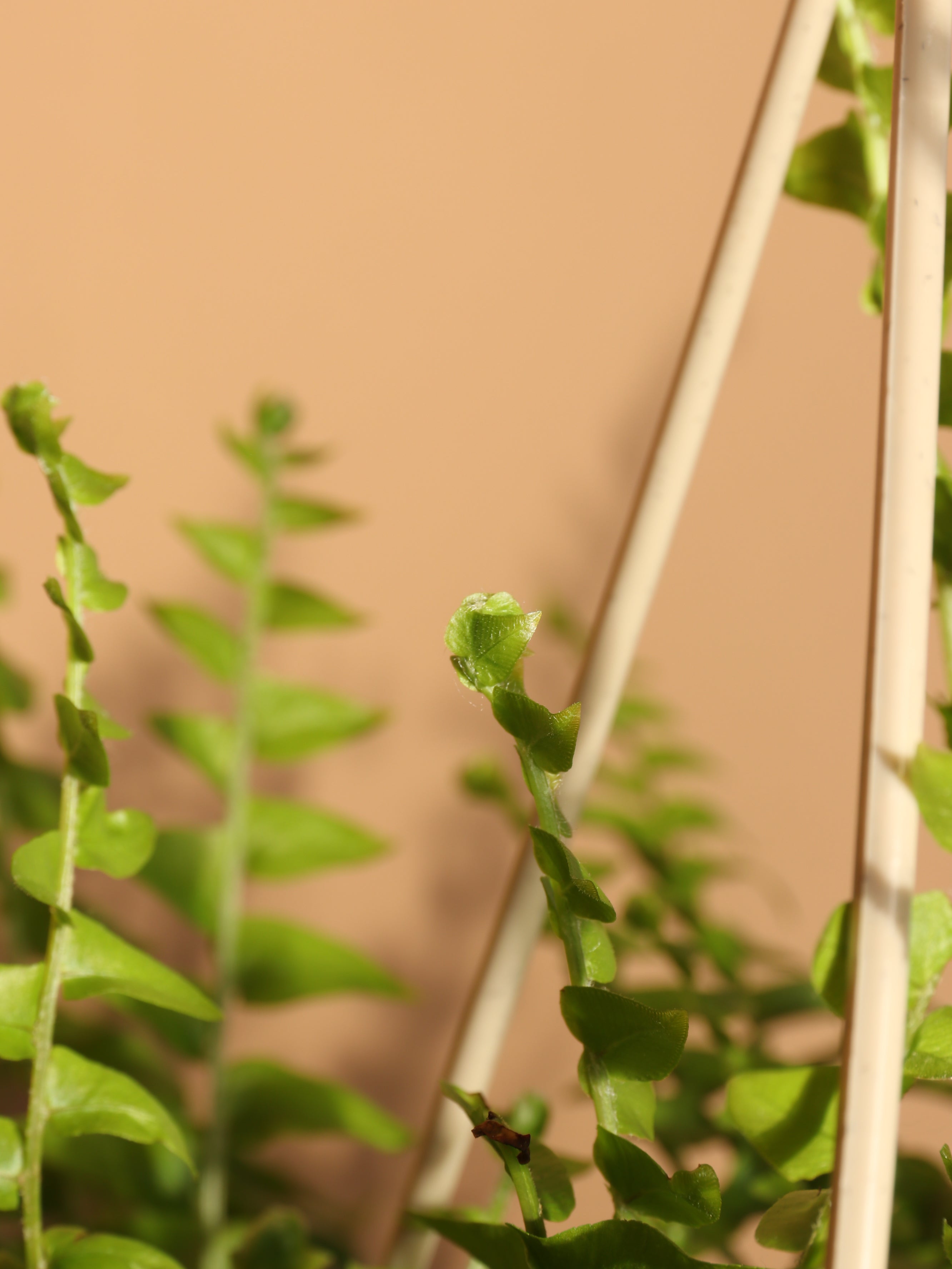 Medium Boston Fern