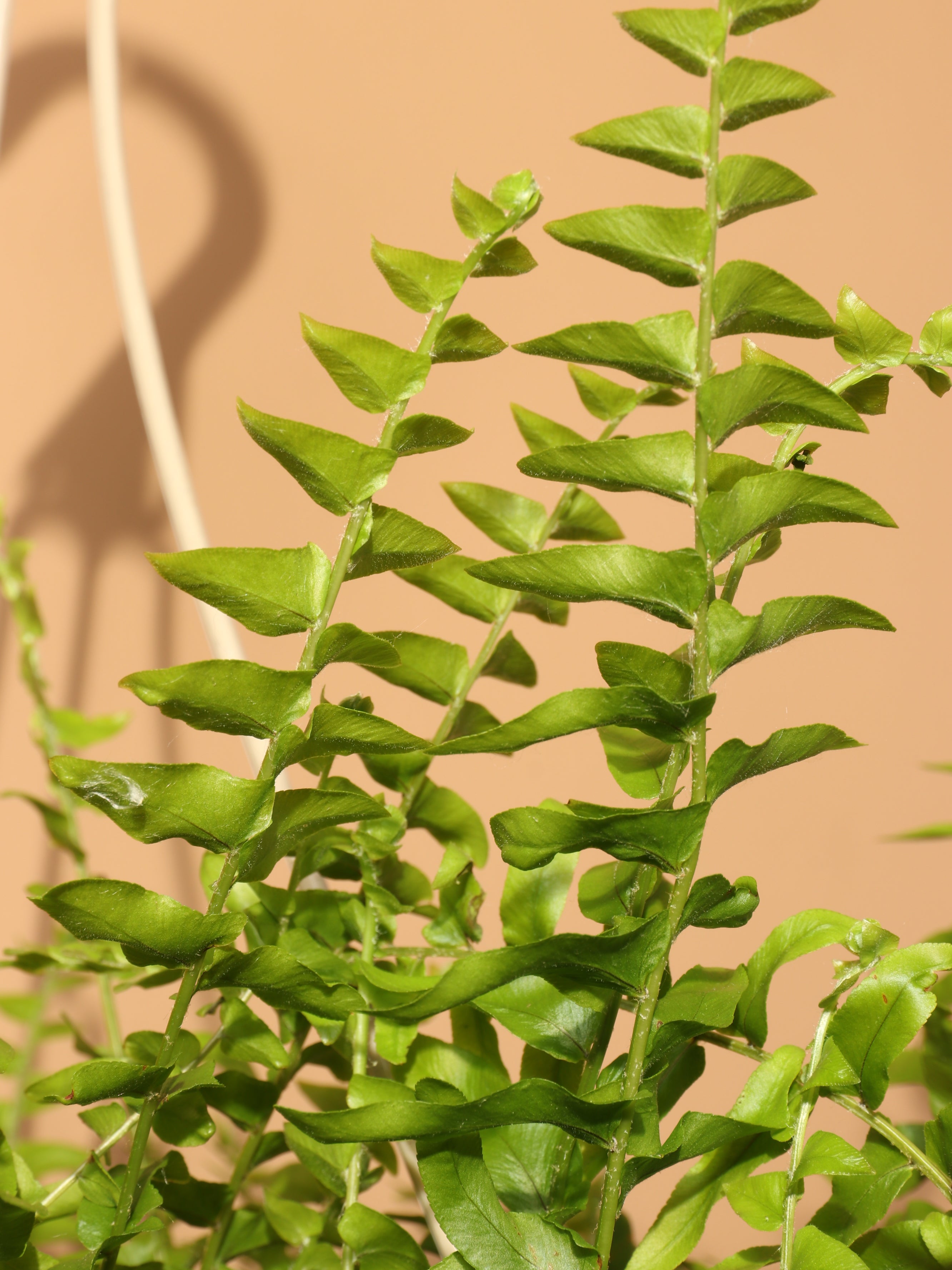 Medium Boston Fern