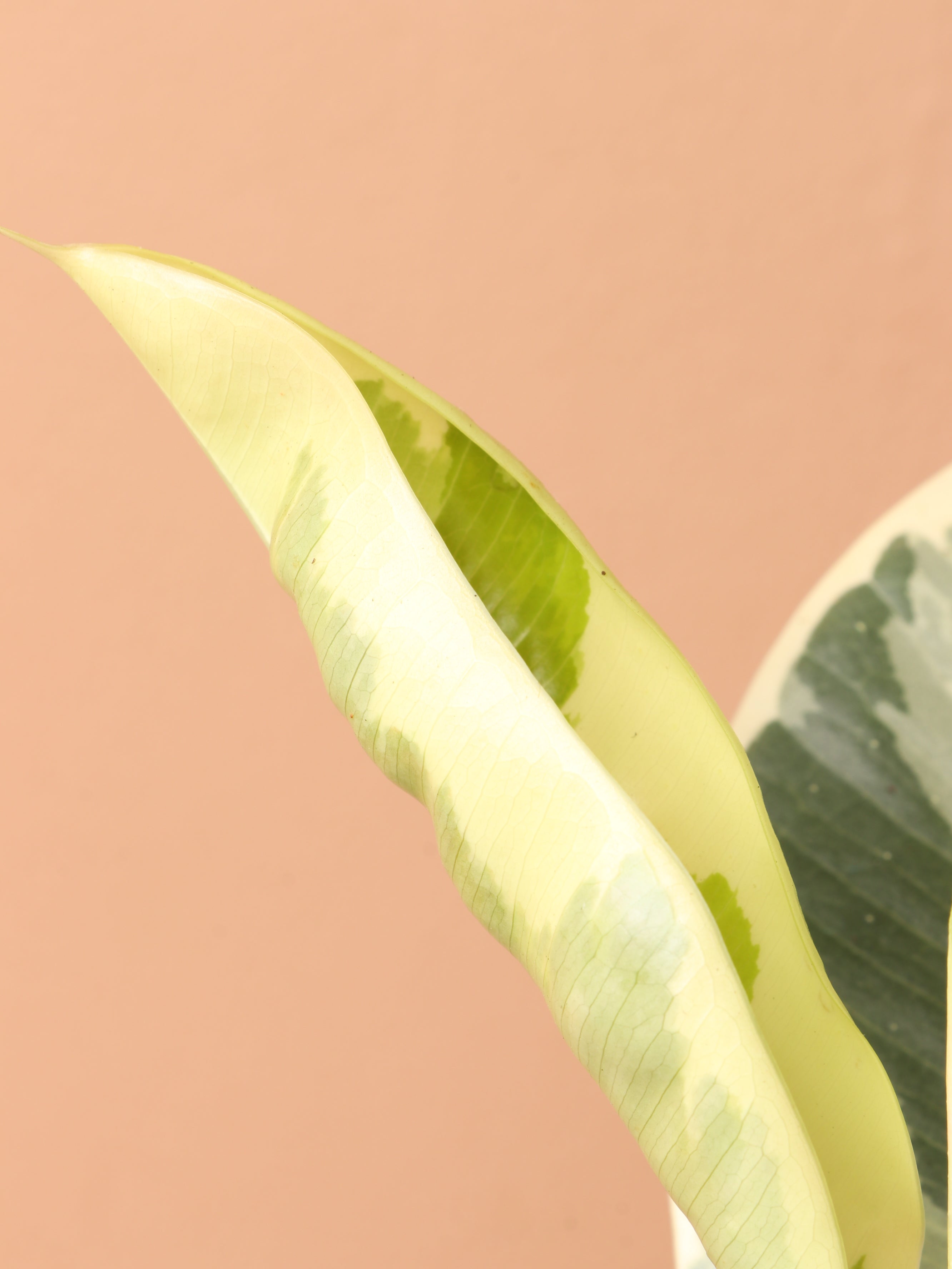 Medium Ficus 'Tineke'